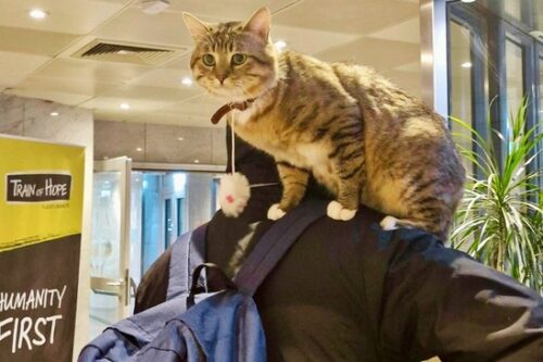 EIne Katze sitzt auf der Schulter eines Mannes