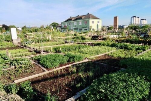 Gemeinschaftsgarten mit mehreren Parzellen; im Hintergrund ein grünes Haus.